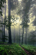 Path In the Mist Photograph by Evgeni Dinev
