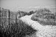 Path to Atlantic Beach North Carolina Photograph by Bob Decker