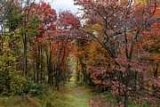 Path to Witts Peak Photograph by Donna Twiford