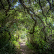 Pathway near Phoenix Lake Photograph by Donald Kinney