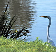 Patience 5 Photograph by C Winslow Shafer
