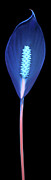Peace Lily4 UV Photograph by Shane Bechler Peace Lily4 UV Photograph by Shane Bechler