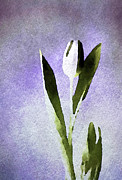 Peace Digital Art by Susan Maxwell Schmidt