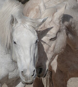Peaceful Companions Photograph by Kelly Markus