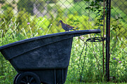 Peaceful Pose - Dove on the Edge of a Garden Wheelbarrow Photograph by Brigitte Blanchette Thompson Peaceful Pose - Dove on the Edge of a Garden Wheelbarrow Photograph by Brigitte Blanchette Thompson