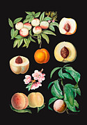 Peaches Digital Art by Johanna Virtanen
