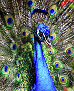 Peacock 1 Photograph by David McKinney Peacock 1 Photograph by David McKinney