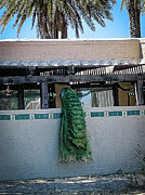 Peacock at Haunted Ranch Photograph by Grey Coopre