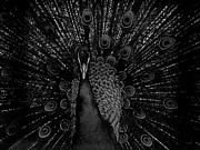 Peacock Photograph by B Cash Peacock Photograph by B Cash