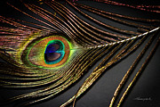 Peacock Feather 2 Photograph by Alan Hausenflock Peacock Feather 2 Photograph by Alan Hausenflock