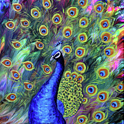 Peacock Painting by Laura Iverson