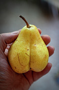 Pear Photograph by JJ Whitley Pear Photograph by JJ Whitley