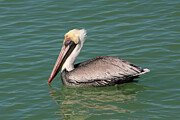 Pelican, Florida Digital Art by Jerry Dalrymple