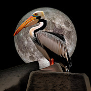 Pelican Full Moon Silhouette Ai Art by AI Digital Pelican Full Moon Silhouette Ai Art by AI Digital
