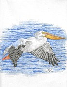 Pelican Drawing by Kenneth Stock