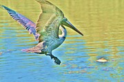 Pelican landing Photograph by John Walsh Pelican landing Photograph by John Walsh