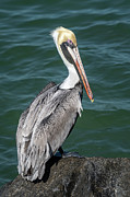 Pelican on a Jetty Rock-Vertical Photograph by Bradford Martin Pelican on a Jetty Rock-Vertical Photograph by Bradford Martin