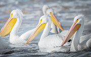 Pelican Party Photograph by Jordan Hill Pelican Party Photograph by Jordan Hill