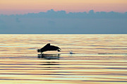 Pelican Skimming Along Photograph by Robert Banach Pelican Skimming Along Photograph by Robert Banach