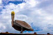 Pelican Stare Down Photograph by Blair Damson Pelican Stare Down Photograph by Blair Damson