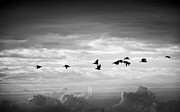 Pelicans And Clouds In Black And White Photograph by Jordan Hill Pelicans And Clouds In Black And White Photograph by Jordan Hill