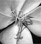 Pencil Realistic Drawing Dogwood Flower Drawing by Elizabeth Adkins