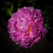 Peony Photograph by Denise Harty