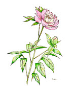 Peony I Painting by Catherine Bede Peony I Painting by Catherine Bede
