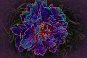 Peony in blue on purple Photograph by Bentley Davis Peony in blue on purple Photograph by Bentley Davis