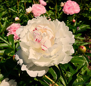 Peony Perfection Photograph by Margaret Emory Design