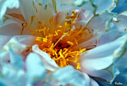 Peony Pollen Photograph by Vallee Johnson Peony Pollen Photograph by Vallee Johnson