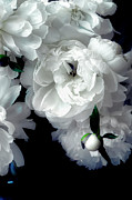 Peony Series 17 - Splash of Blue Photograph by Darlene Kwiatkowski