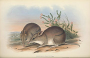 Western-barred Bandicoot, Perameles myosurus Drawing by John Gould Western-barred Bandicoot, Perameles myosurus Drawing by John Gould