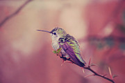 Perch Photograph by Laurie Search