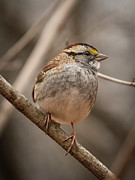 Perched. Photograph by Alyssa Tumale