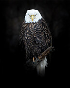 Perched Bald Eagle Photograph by Alan Moore Perched Bald Eagle Photograph by Alan Moore