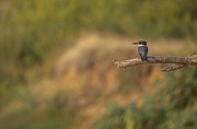 Perched female Belted kingfisher Photograph by Puttaswamy Ravishankar Perched female Belted kingfisher Photograph by Puttaswamy Ravishankar
