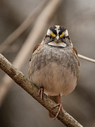 Perched II Photograph by Alyssa Tumale