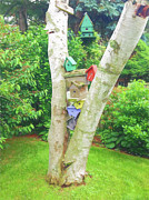 Perched in the Birch Photograph by Marilyn Cornwell