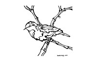 Perched Drawing by Joseph A Langley Perched Drawing by Joseph A Langley