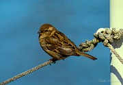 Perched on a Rope Photograph by Kathi Isserman