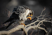 Peregrine Falcon on a Favorite Perch Photograph by Alyssa Tumale Peregrine Falcon on a Favorite Perch Photograph by Alyssa Tumale