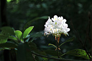 Perfect light Photograph by Theresa D Williams Smoky Mountains