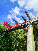 Pergola  Photograph by Anorel