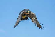 Peregrine Falcon #9 Photograph by Shirley Dutchkowski