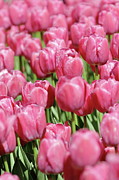 Perplexing Pink Photograph by Lens Art Photography By Larry Trager