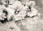 Petal to the Metal Photograph by Susan Maxwell Schmidt