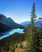 Peyto Lake-vertical Photograph by Tim Stanley Peyto Lake-vertical Photograph by Tim Stanley