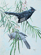 Phainopeplas in Desert Willow Painting by Barry Kent MacKay