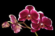 Phalaenopsis or Moth Orchid Digital Art by Jerry Dalrymple